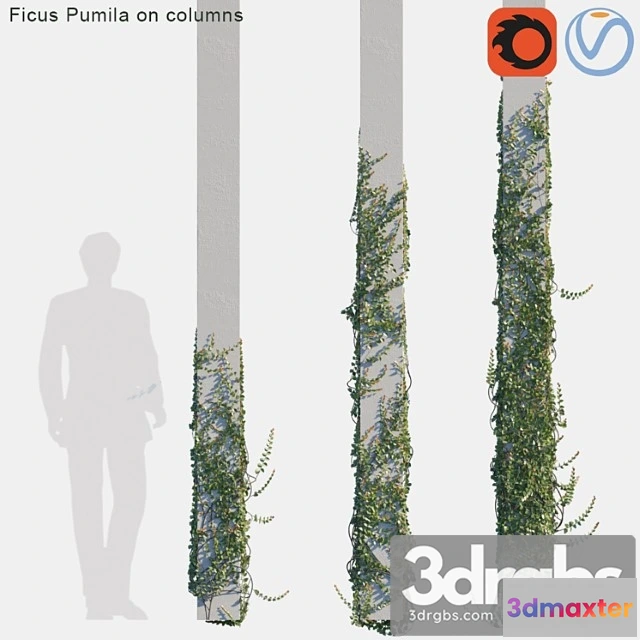 1063314 - Ficus pumila on columns