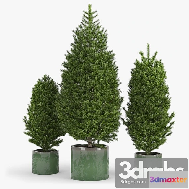 1063316 - Fir tree fir