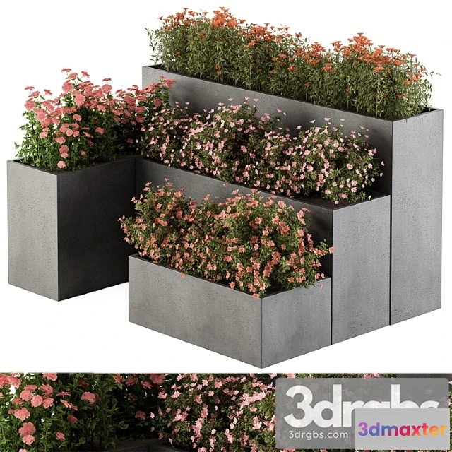 1063322 - Flower box - outdoor plants 436