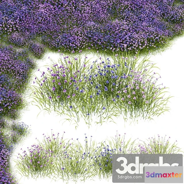 1063334 - Fringe lily plants - No.2