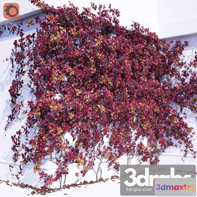 1063380 - Girlish grape 2