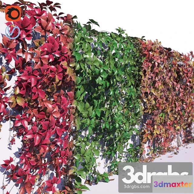 1063382 - Girlish grapes