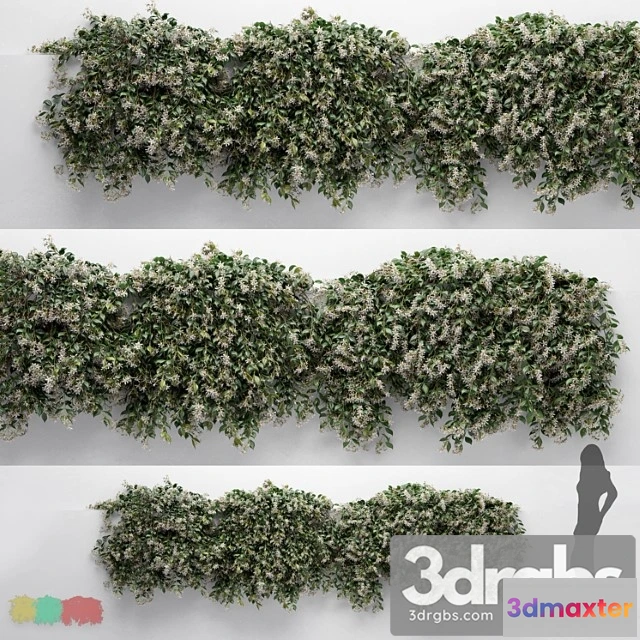 1063388 - Hanging plant - choisyaternata - 3 modular pieces