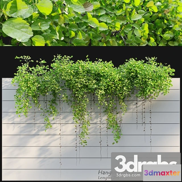 1063398 - Hanging plant 28