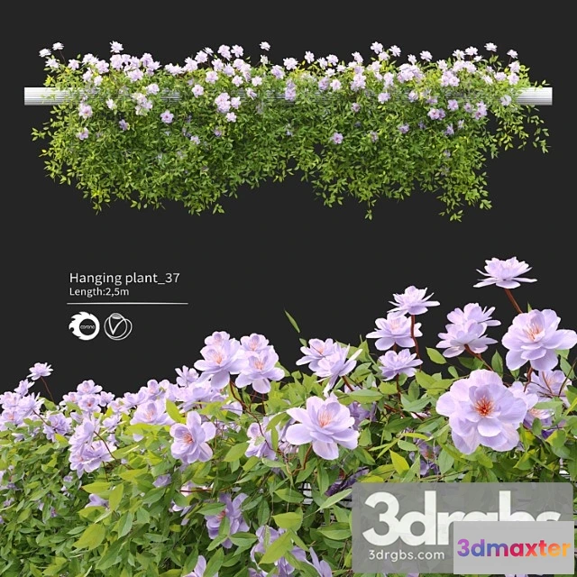 1063400 - Hanging plant 37