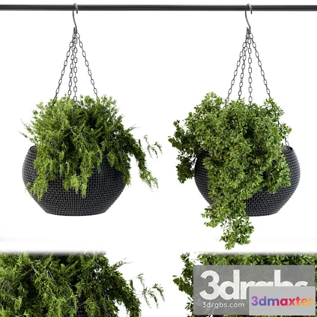 1063404 - Hanging plant in black pot