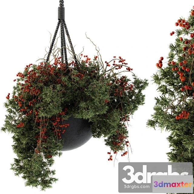 1063416 - Hanging pot plant - set 102