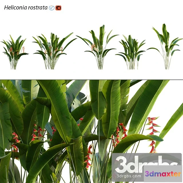 1063420 - Heliconia 02