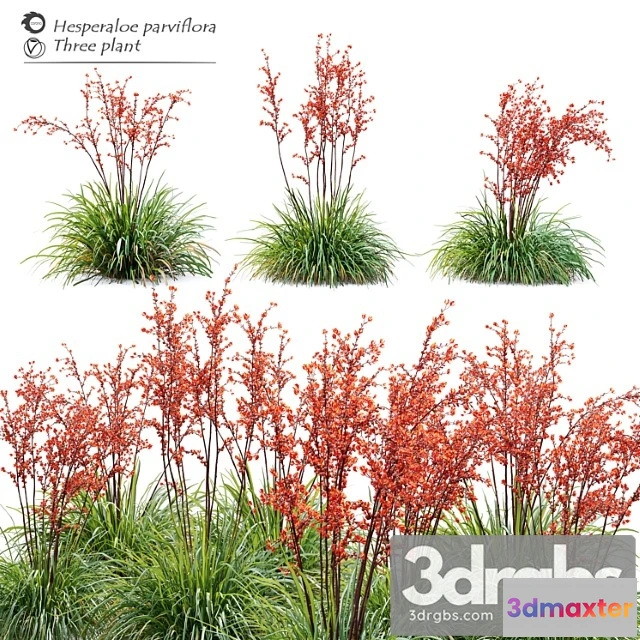 1063424 - Hesperaloe parviflora - No.2