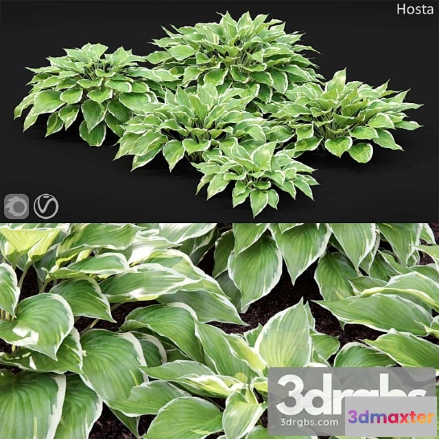 1063434 - Hosta - No.2