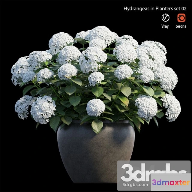 1063440 - Hydrangea in planters set 02