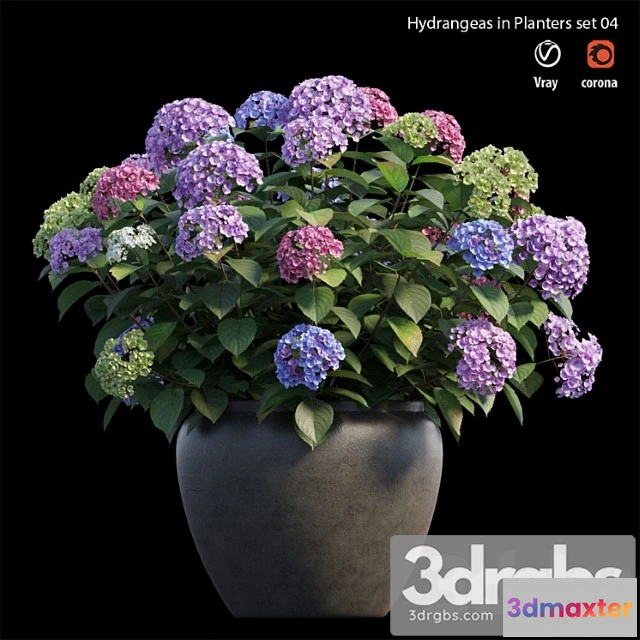 1063442 - Hydrangea in planters set 04