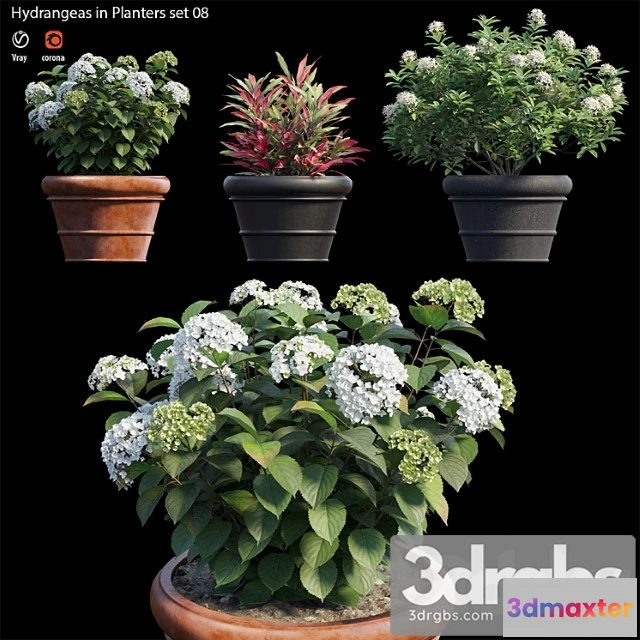 1063444 - Hydrangea in planters set 08