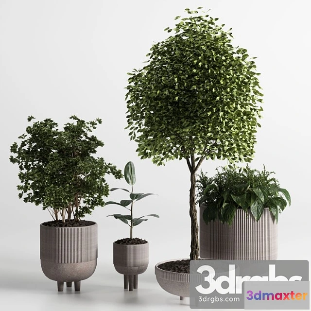 1063450 - Indoor plant 12