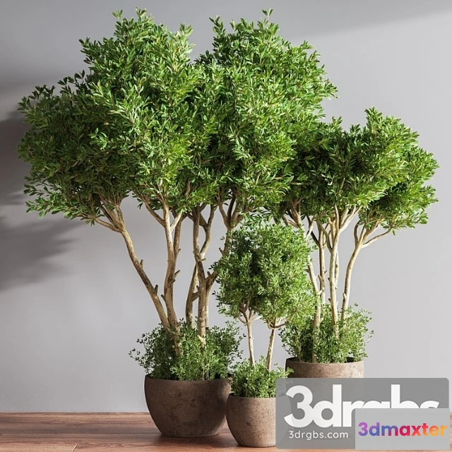 1063460 - Indoor plant set 50 - No.2