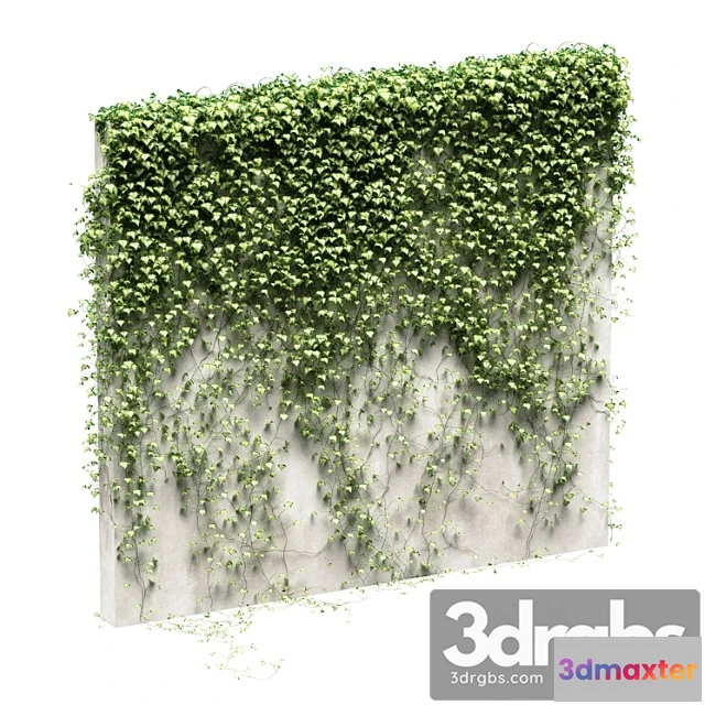 1063474 - Ivy for the fence v3