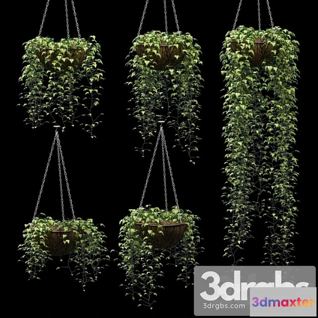 1063480 - Ivy in pots. 5 models