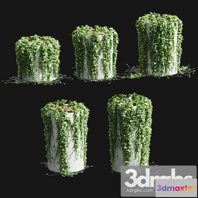 1063482 - Ivy in round tubs. 5 models