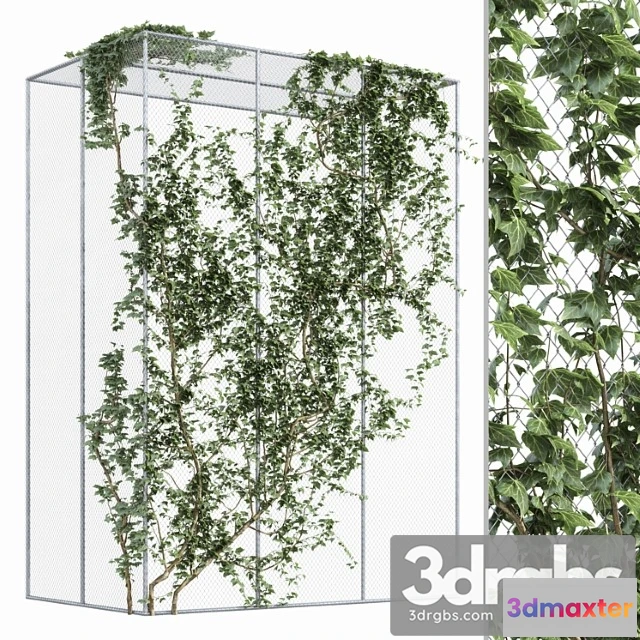 1063486 - Ivy on fence 2