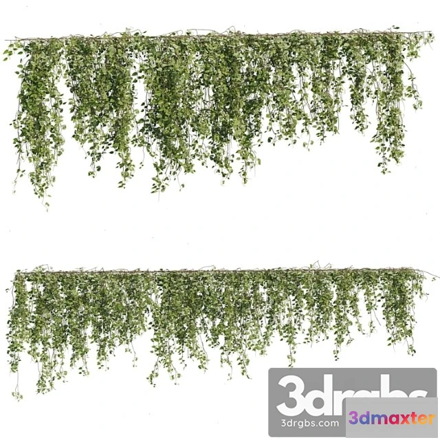 1063490 - Ivy plants 05