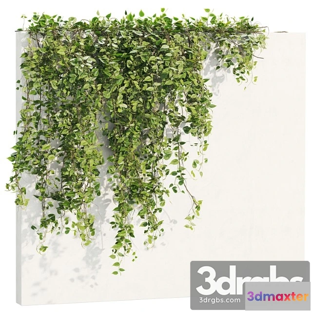 1063492 - Ivy Plants 18