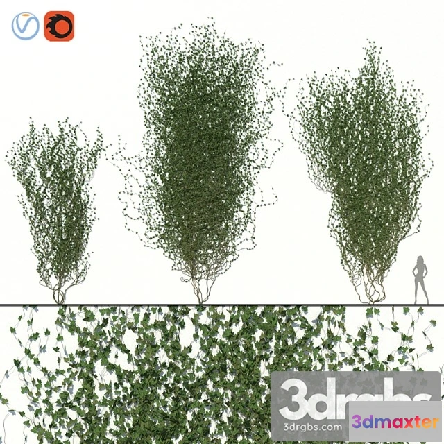 1063500 - Ivy wall 02