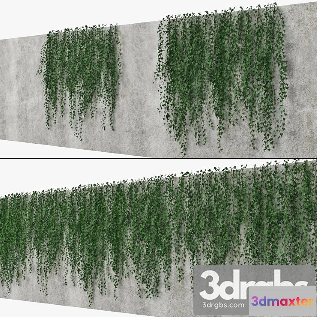 1063502 - Ivy wall 09