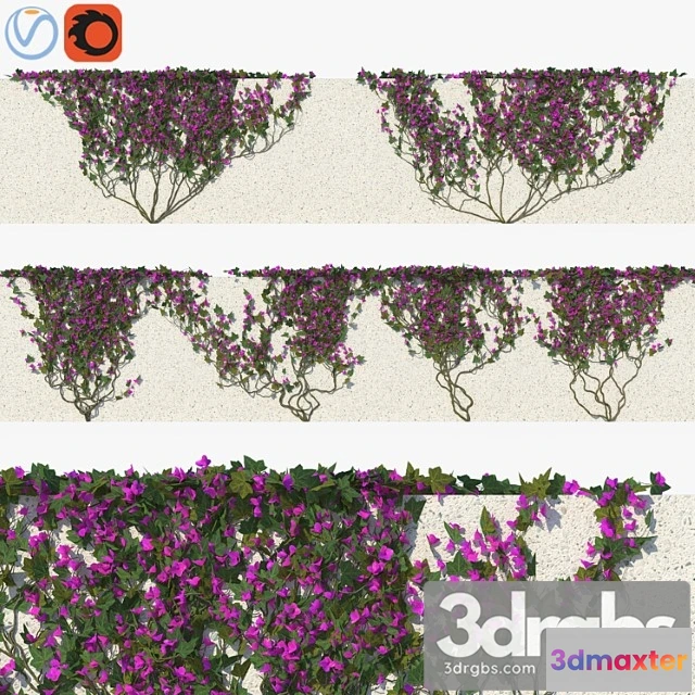 1063508 - Ivy with flowers 01