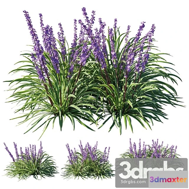 1063534 - Liriope 02