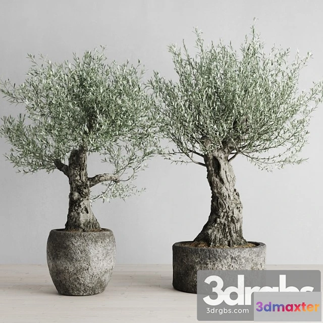 1063552 - Old olive trees in stone pots