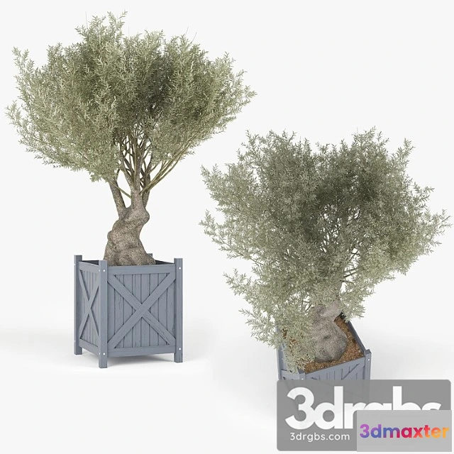 1063554 - Olea europaea