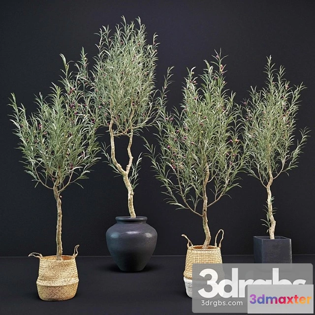 1063560 - Olive tree - No.3