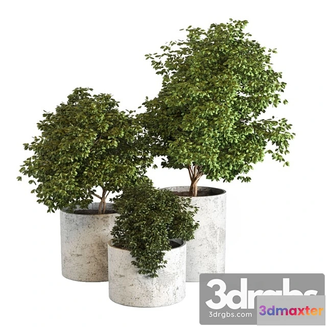 1063594 - Outdoor plant 05