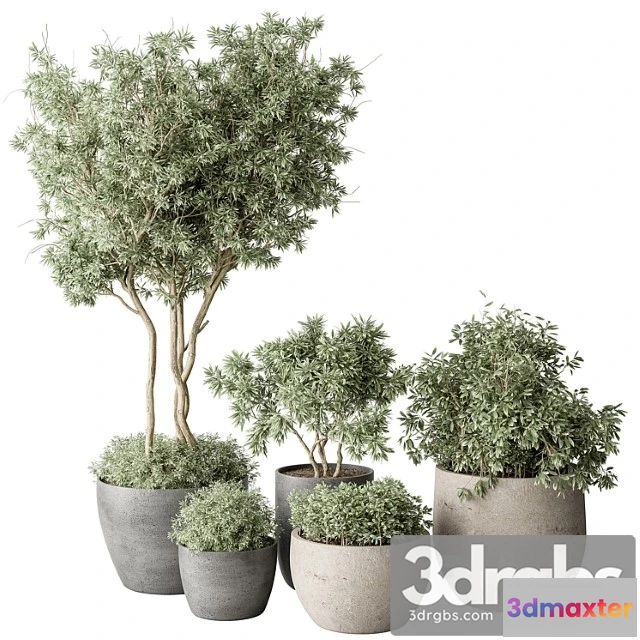 1063598 - Outdoor plant 488 - pine plants