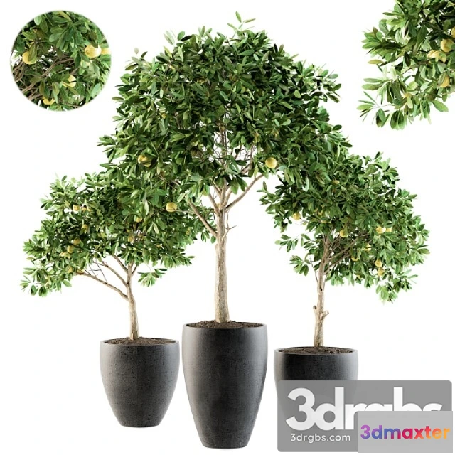 1063716 - Outdoor plants lemon tree - set 97