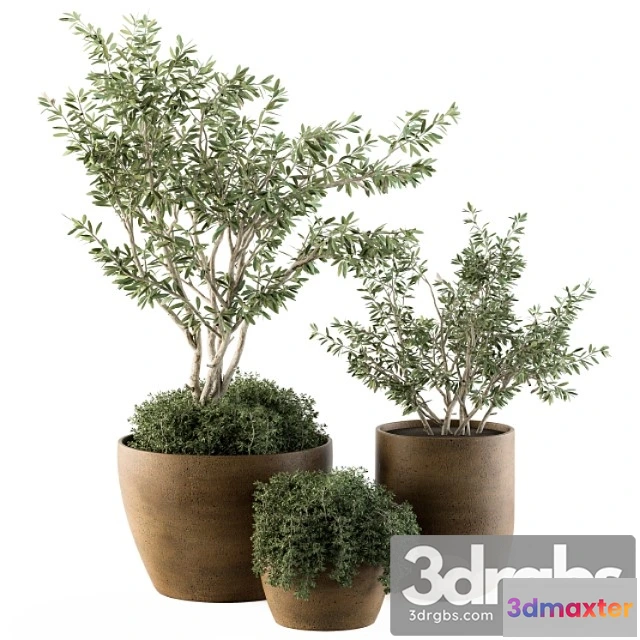 1063718 - Outdoor plants olive - set 79
