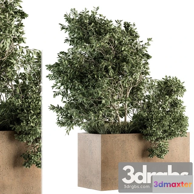 1063720 - Outdoor plants olive - set 82
