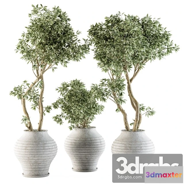 1063750 - Outdoor plants tree in concrete pot - set 89