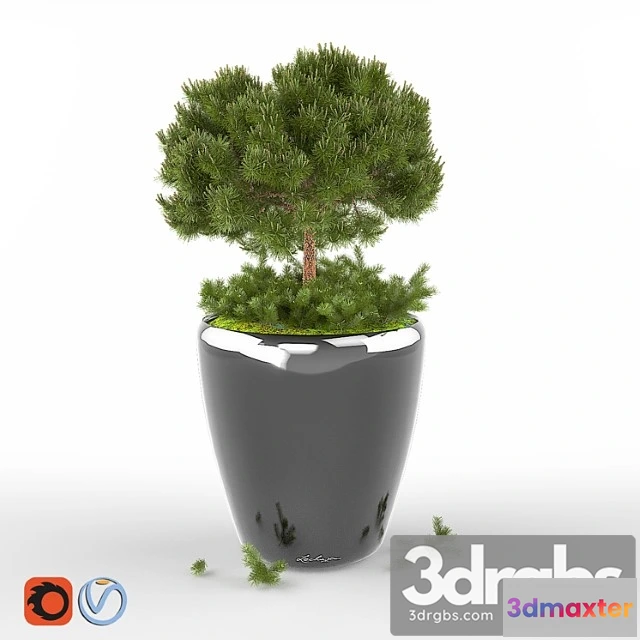 1063790 - Pine pumilio