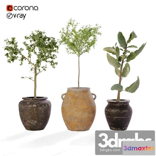 1063806 - Plant collection vol. 01