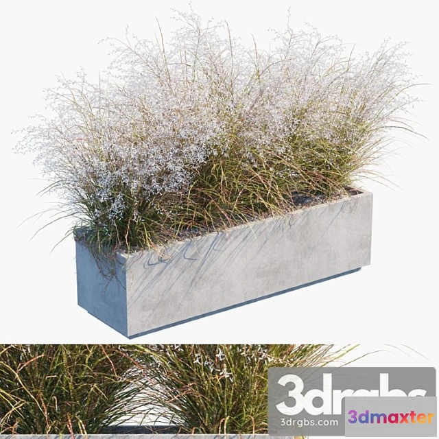 1063814 - Plant in pots  3