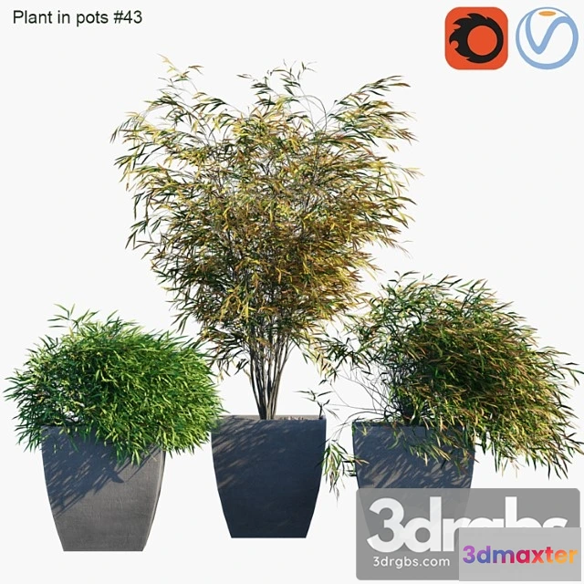 1063816 - Plant in pots