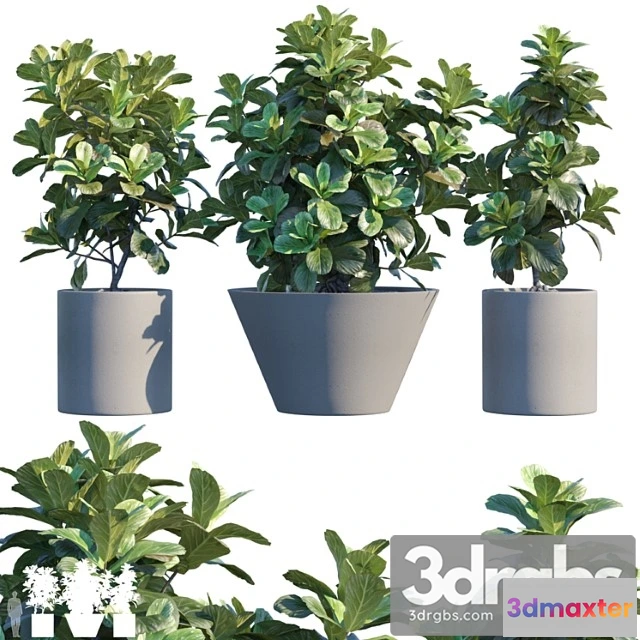 1063828 - Plant in pots _5