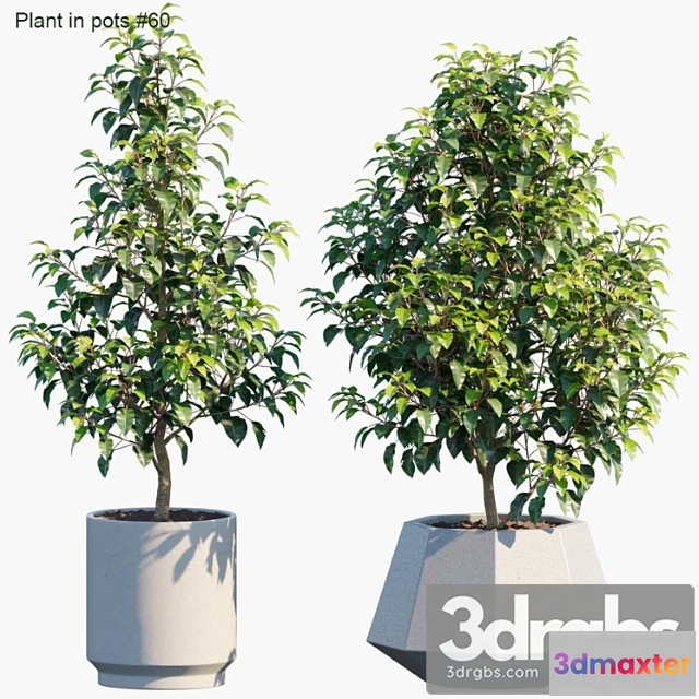 1063830 - Plant in pots 45