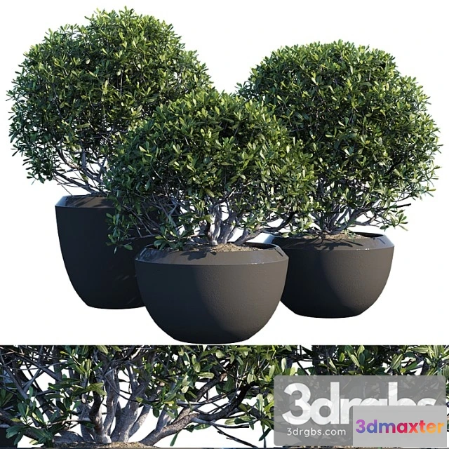 1063832 - Plant in pots - No.2