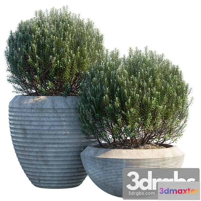 1063834 - Plant in pots_2