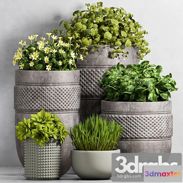 1063842 - Plant set -96