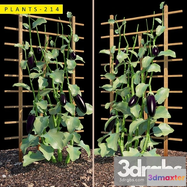 1063864 - Plants 214