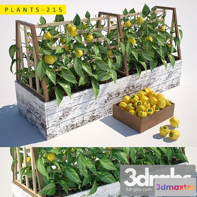 1063866 - Plants 215