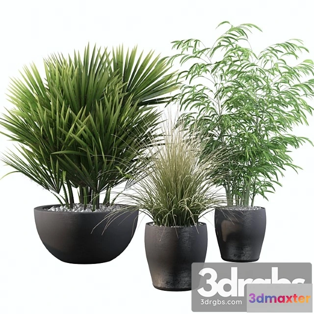 1063876 - Plants collection 080